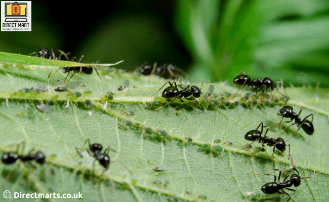 Ultimate Guide: How to Get Rid of Ants in Your Garden