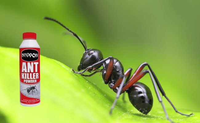 Is Ant Killer Powder Harmful to Humans [True Guide]