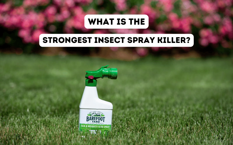 What is the strongest insect spray killer?